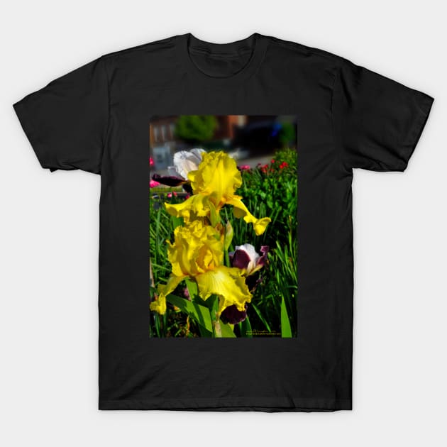 Yellow Iris T-Shirt by michaelasamples